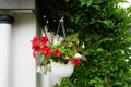 Red and purple petunias, along with white \'Illumination White\' begonias, bloom in a hanging pot in July.