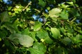 Rhamnus cathartica with fruits growing in September. Berlin, Germany