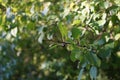 Rhamnus cathartica with fruits growing in September. Berlin, Germany
