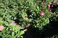 Rose \'Acapella\' blooms with pink-white flowers in July in the park. Berlin, Germany