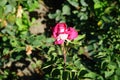 Rose \'Acapella\' blooms with pink-white flowers in July in the park. Berlin, Germany Royalty Free Stock Photo