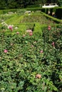 Rose \'Acapella\' blooms with pink-white flowers in July in the park. Berlin, Germany