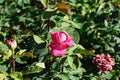 Rose \'Acapella\' blooms with pink-white flowers in July in the park. Berlin, Germany Royalty Free Stock Photo