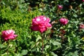 Rose \'Acapella\' blooms with pink-white flowers in July in the park. Berlin, Germany Royalty Free Stock Photo