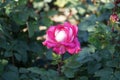 Rose \'Acapella\' blooms with pink-white flowers in July in the park. Berlin, Germany