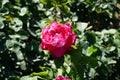 Rose \'Acapella\' blooms with pink-white flowers in July in the park. Berlin, Germany Royalty Free Stock Photo