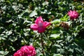 Rose \'Acapella\' blooms with pink-white flowers in July in the park. Berlin, Germany