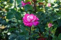 Rose \'Acapella\' blooms with pink-white flowers in July in the park. Berlin, Germany