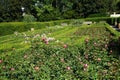 Rose \'Acapella\' blooms with pink-white flowers in July in the park. Berlin, Germany