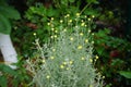 Santolina chamaecyparissus blooms with yellow flowers in June. Berlin, Germany Royalty Free Stock Photo