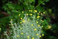 Santolina chamaecyparissus blooms with yellow flowers in June. Berlin, Germany Royalty Free Stock Photo