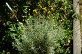 Santolina chamaecyparissus blooms with yellow flowers in June. Berlin, Germany Royalty Free Stock Photo