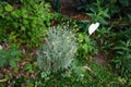 Santolina chamaecyparissus blooms with yellow flowers in June. Berlin, Germany Royalty Free Stock Photo