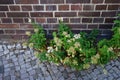 Saponaria officinalis blooms in July. Berlin, Germany Royalty Free Stock Photo