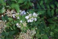 Saponaria officinalis blooms in July. Berlin, Germany Royalty Free Stock Photo