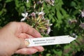 Saponaria officinalis blooms in July. Potsdam, Germany Royalty Free Stock Photo