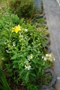 Saponaria officinalis blooms in July. Berlin, Germany Royalty Free Stock Photo