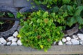 Sedum kamtschaticum blooms in August. Berlin, Germany