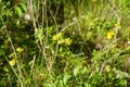 Senecio inaequidens blooms with yellow flowers in a meadow in July. Berlin, Germany