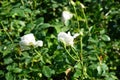 Shrub rose, Rosa \'Sebastian KNEIPP\', blooms with creamy white, tinted yellowish pink in the centre flowers in July Royalty Free Stock Photo