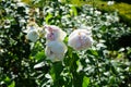 Shrub rose, Rosa \'Sebastian KNEIPP\', blooms with creamy white, tinted yellowish pink in the centre flowers in July Royalty Free Stock Photo