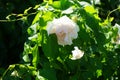 Shrub rose, Rosa \'Sebastian KNEIPP\', blooms with creamy white, tinted yellowish pink in the centre flowers in July Royalty Free Stock Photo