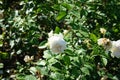 Shrub rose, Rosa \'Sebastian KNEIPP\', blooms with creamy white, tinted yellowish pink in the centre flowers in July Royalty Free Stock Photo