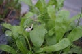 A snail crawls along the stem of Gypsophila paniculata against the background of the leaves of Calendula officinalis. Royalty Free Stock Photo