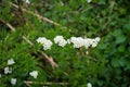 Spiraea bushes bloom with white flowers in April. Berlin, Germany Royalty Free Stock Photo