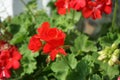 Standing geraniums, Pelargonium hortorum, bloom in August in a flower box. Berlin, Germany