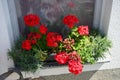 Standing geraniums, Pelargonium hortorum, bloom in July in a flower box. Berlin, Germany