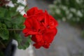 Standing geraniums, Pelargonium hortorum, bloom with red flowers in a flower box in autumn. Berlin, Germany