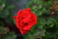 Standing geraniums, Pelargonium hortorum, bloom with red flowers in a flower box in autumn. Berlin, Germany