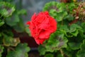 Standing geraniums, Pelargonium hortorum, bloom with red flowers in a flower box in autumn. Berlin, Germany