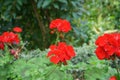 Standing red geraniums bloom in August in a flower box. Berlin, Germany