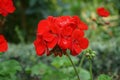 Standing red geraniums bloom in August in a flower box. Berlin, Germany