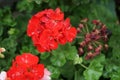 Standing red geraniums bloom in August in a flower box. Berlin, Germany