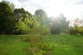 The sun shines over a flower bed in September. Berlin, Germany