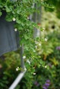 Sutera cordata \'Big Baja\' blooms in August. Berlin, Germany