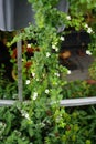 Sutera cordata \'Big Baja\' blooms in August. Berlin, Germany