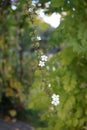 Sutera cordata \'Big Baja\' blooms in October. Berlin, Germany