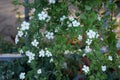 Sutera cordata \'Big Baja\' blooms in October. Berlin, Germany