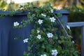 Sutera cordata \'Big Baja\' blooms in October. Berlin, Germany