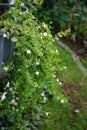 Sutera cordata \'Big Baja\' blooms with white flowers in a flower pot in autumn. Berlin, Germany.