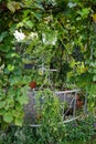 Sutera cordata \'Big Baja\' blooms with white flowers in a flower pot in autumn. Berlin, Germany.