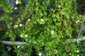 Sutera cordata \'Big Baja\' blooms with white flowers in a flower pot in autumn. Berlin, Germany.