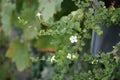 Sutera cordata \'Big Baja\' blooms with white flowers in a flower pot in autumn. Berlin, Germany.