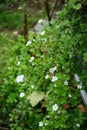 Sutera cordata \'Big Baja\' blooms with white flowers in a flower pot in autumn. Berlin, Germany.