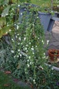 Sutera cordata \'Big Baja\' blooms with white flowers in a flower pot in autumn. Berlin, Germany.