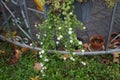 Sutera cordata \'Big Baja\' blooms with white flowers in a flower pot in autumn. Berlin, Germany.